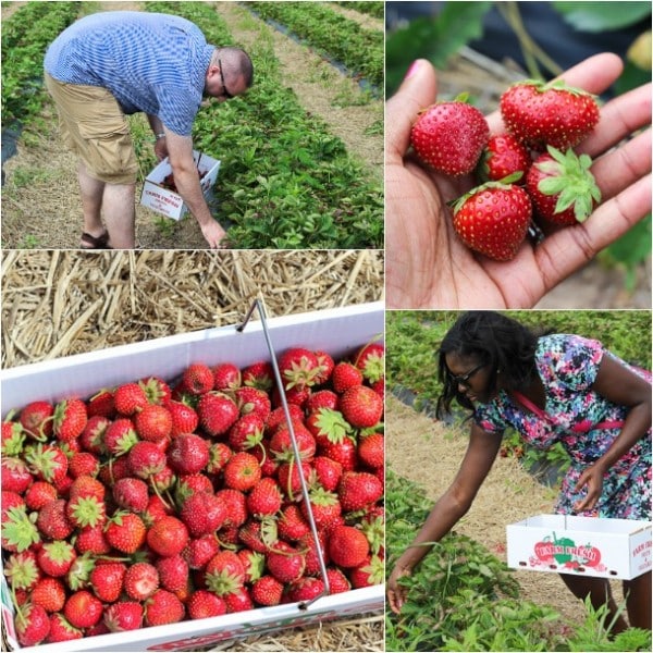 Strawberry Picking