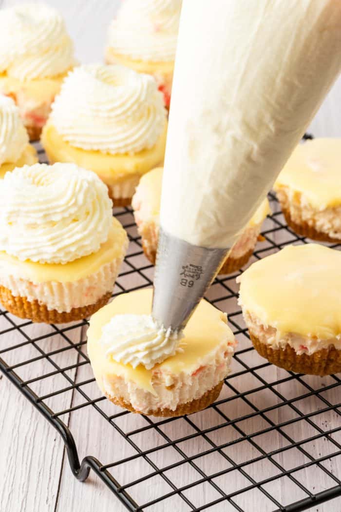 Piping the whipped cream topping on top of the mini cheesecakes.